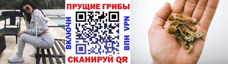 Псилоцибиновые грибы GOLDEN TEACHER  Купить закладки  Гороховец 